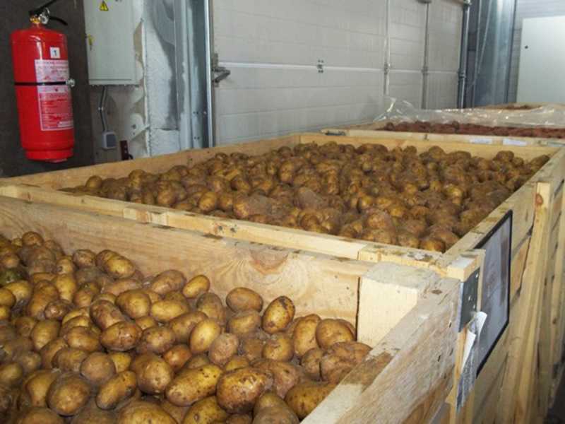 Минимальная температура хранения картофеля и при какой температуре замерзает картошка