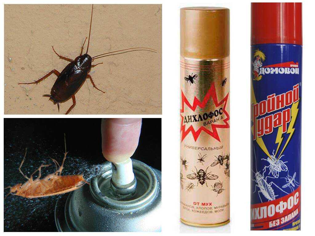 Самые эффективные способы борьбы с черными тараканами в домашних условиях