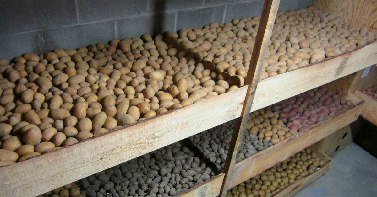 Как правильно хранить картофель? условия, температура, сроки. фото — ботаничка