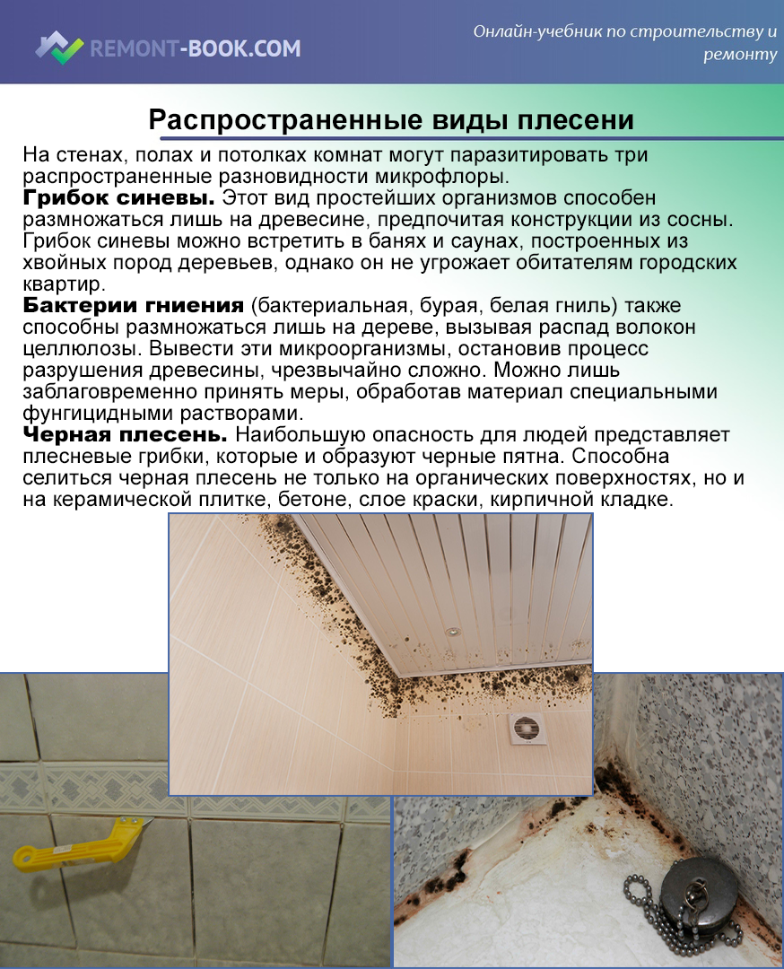 Как избавиться от грибка и удалить плесень в квартире на потолке