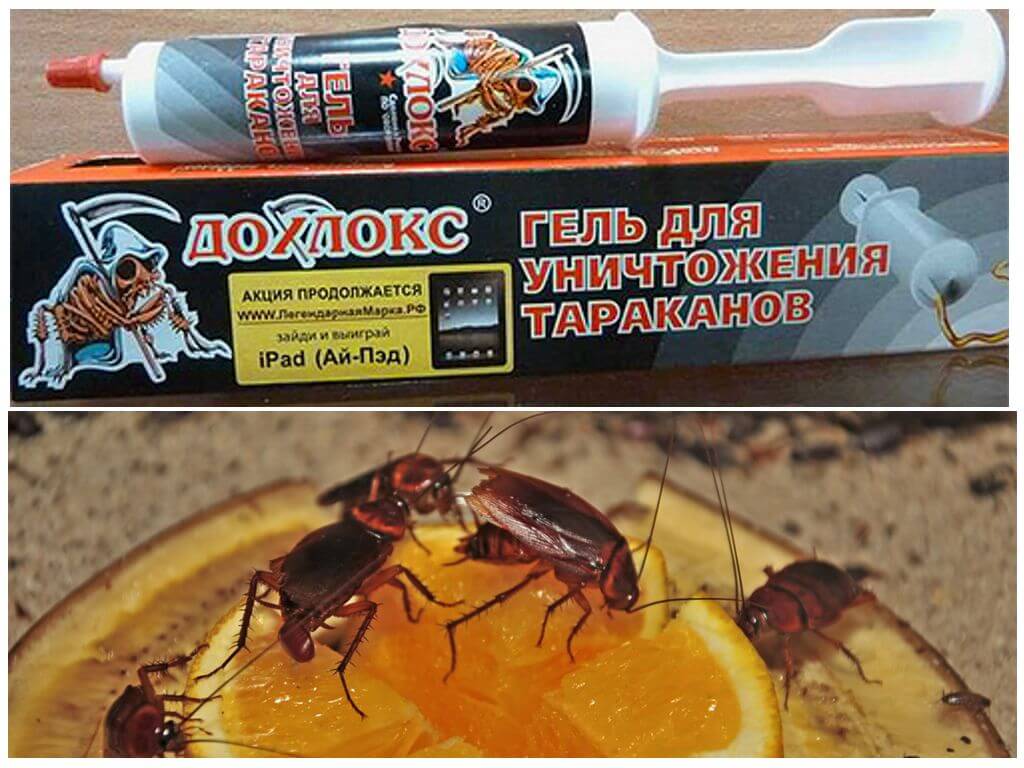 Про «дезинфекцию» от тараканов и важные правила ее проведения в квартире - заказать самогруз в новосибирске