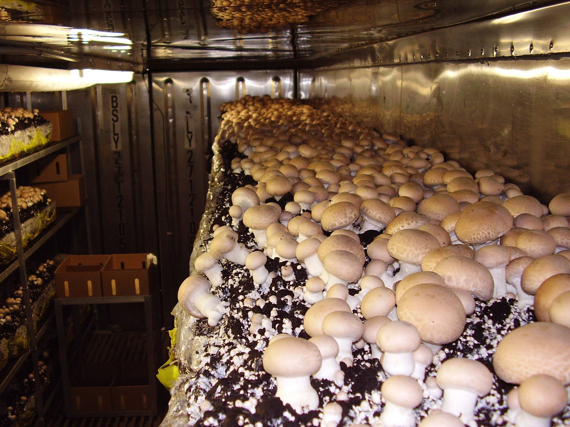 Выращивание грибов технология. Ферма шампиньонов. Грибная ферма вешенки. Грибы вешенка в теплице. Ферма шампиньонов вешенок.