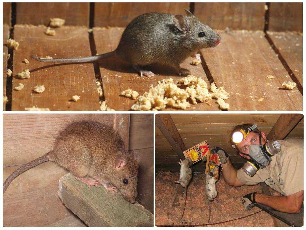 Что нужно делать, чтобы не было мышей в деревянном доме