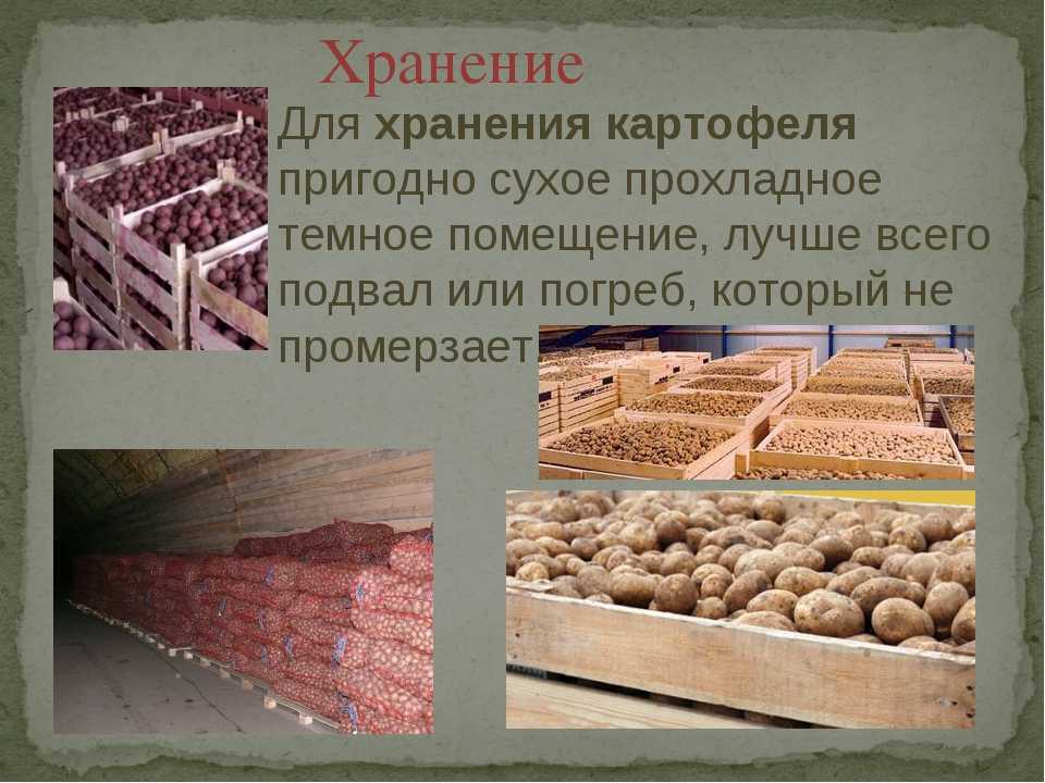 Хранение картофеля: как сохранить урожай - сельхозобзор.ру