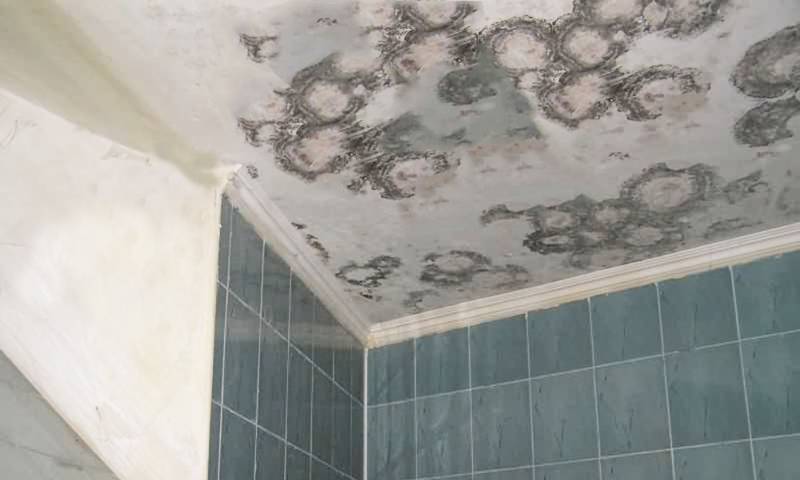 Чем обработать грибок на потолке и как избавиться от плесени в ванной