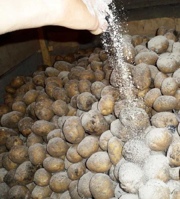 Обработка картофеля перед хранением – правильная подготовка