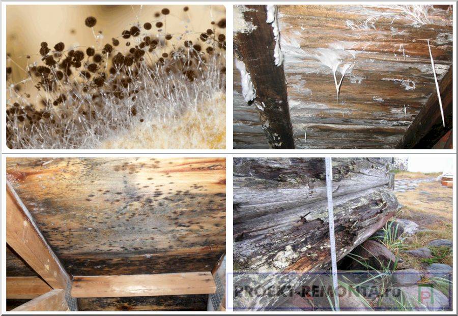 Как избавиться от плесени в погребе: как убрать грибок в подполе деревянного дома, как бороться, народные средства, как вывести из подвала