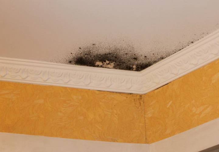 Плесень на потолке: как избавиться от грибка на потолке в ванной комнате, обработка, как убрать, удалить грибок и плесень в квартире, как вывести, чем обработать