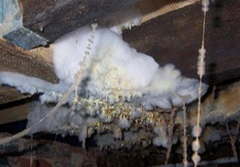Грибок в подполье деревянного дома: как избавиться