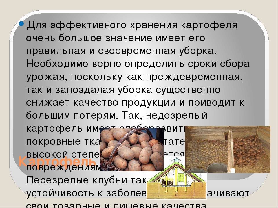 ᐉ обработка картофеля перед хранением – правильная подготовка - roza-zanoza.ru