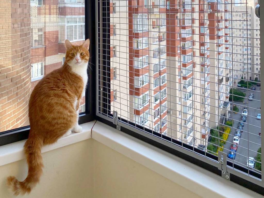 Решетки на окна от кошек или сетка антикошка?