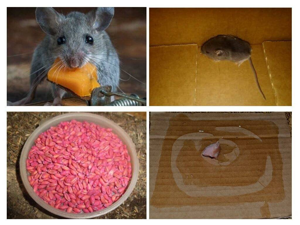 Как избавиться от мышей в погребе - средства и способы