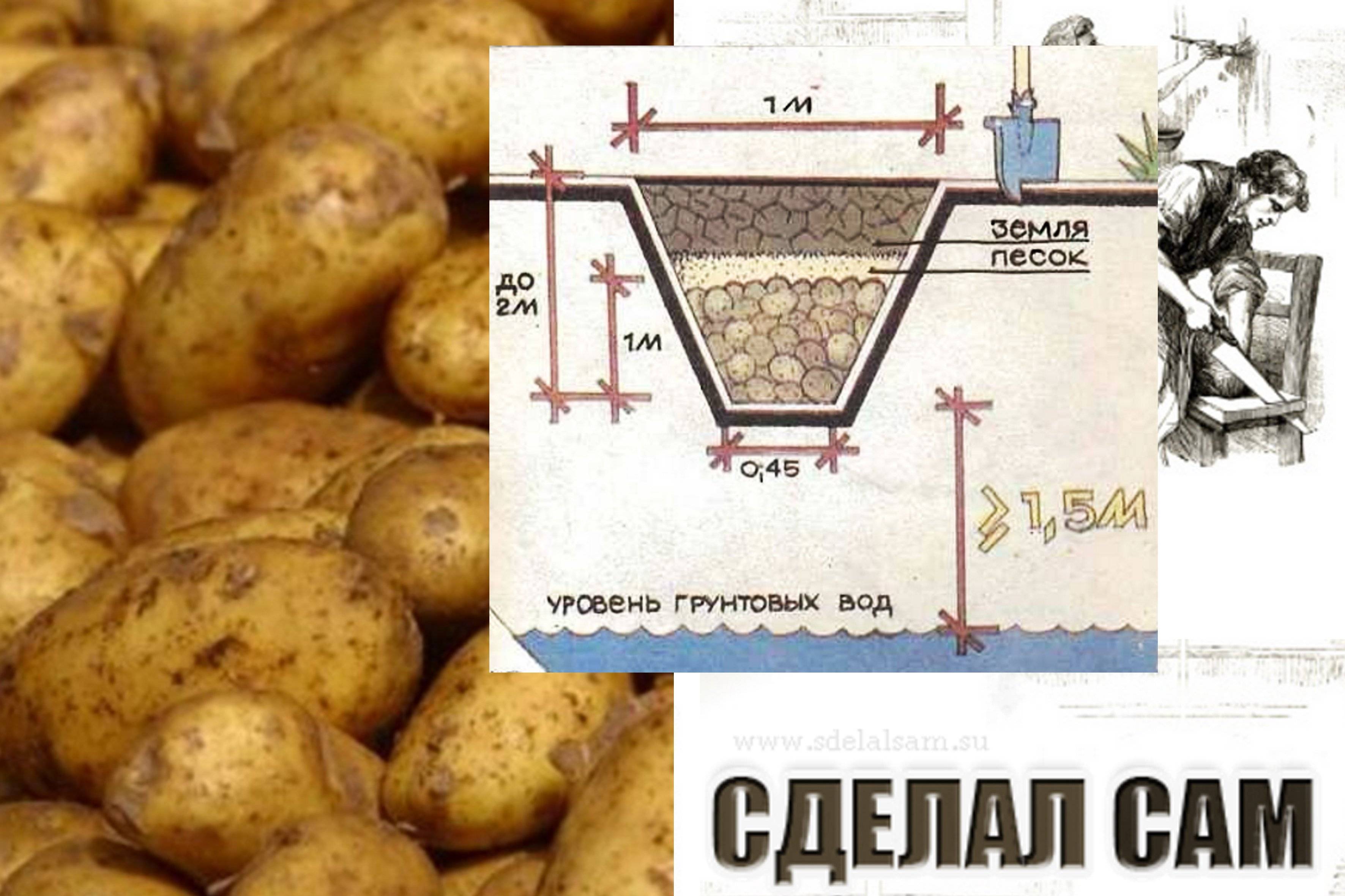 Топ-5 ошибок при хранении картофеля: все нюансы хранения