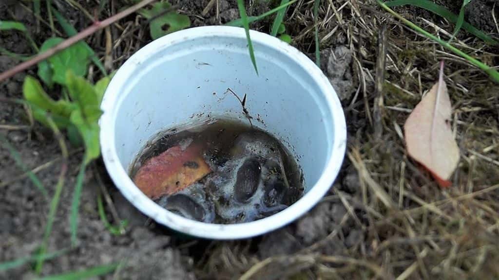 Как избавиться от лягушек в огороде