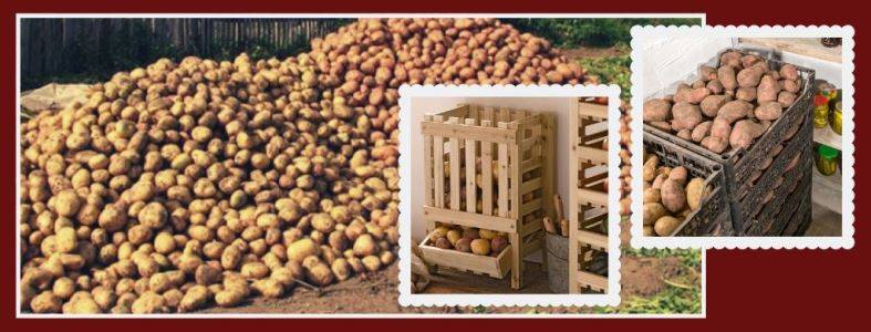 Как хранить картофель зимой, при какой температуре: в погребе, подвале и дома на балконе
