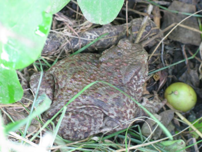 Как избавиться от лягушек в погребе: как бороться, как вывести земляных жаб народными и другими средствами, почему заводятся в подполье