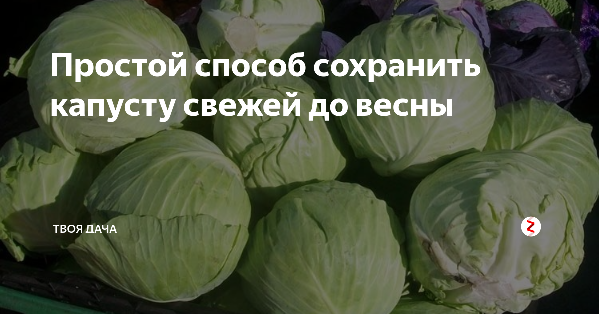 Капуста на зиму в погреб. Как хранить свежую капусту в погребе. Капуста до весны. Сохранить капусту до весны. Как хранить капусту в подвале гаража.