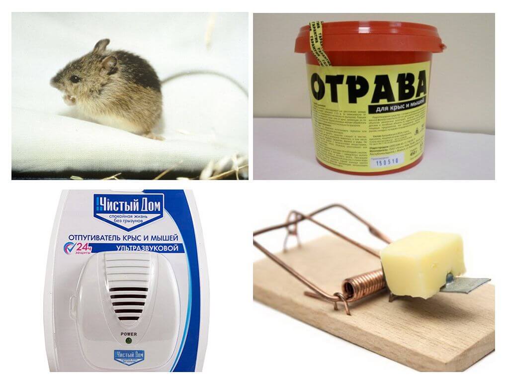 Как уничтожить мышей и крыс в подвале: ловушки, яды, отпугиватели и народные методы