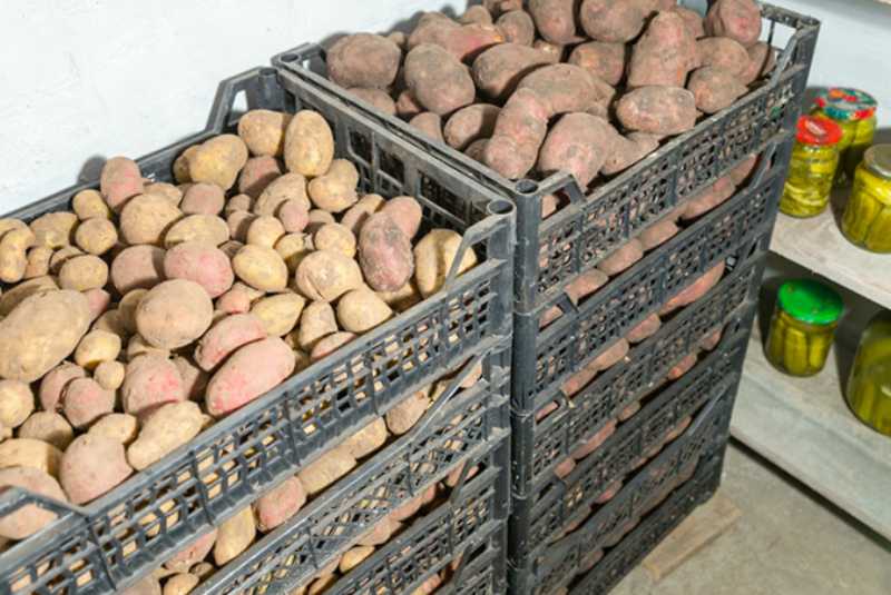 Хранение картофеля в погребе: при какой температуре лучше закрывать погреб на зиму, как правильно держать картошку подвале дома, сколько и чем обработать
